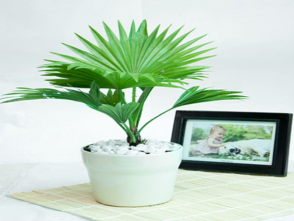 Hạt giống cây cọ mỹ ( Pritchardia filifera ) - gói 5 hạt