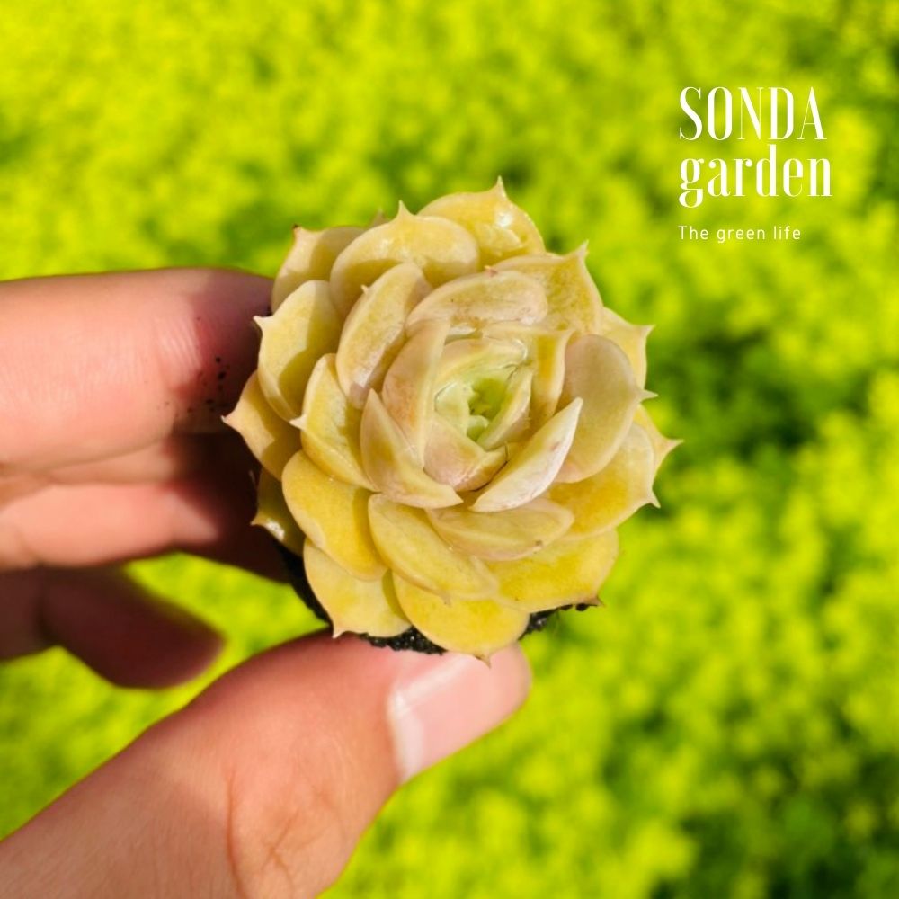 SEN ĐÁ NGỌC BÍCH SIZE MINI SIÊU KHOẺ ĐẸP LỖI 1 ĐỔI 1