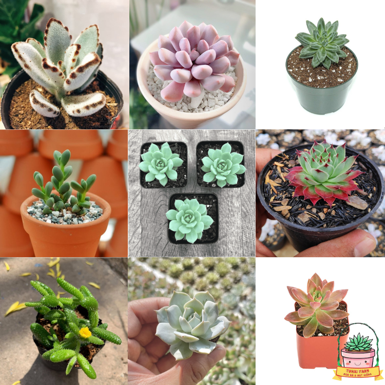 Combo 20 cây sen đá vỉ mix các loại (size mini)