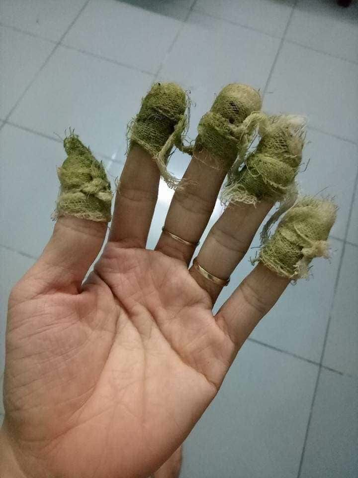 cây vòi voi