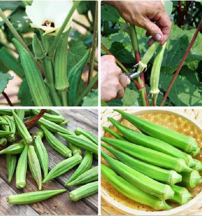 Túi 10 Gram Hạt giống đậu bắp xanh cao sản