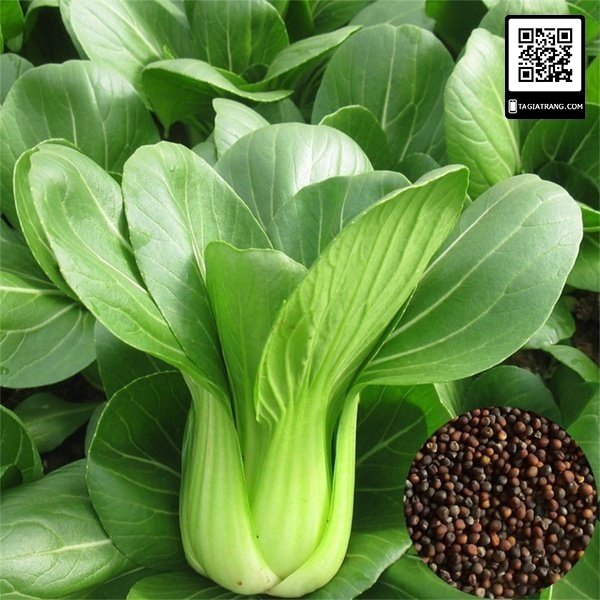 Combo 2 Hạt Giống Rau (Rau Mồng Tơi - Cải Thìa) Dễ Trồng,Năng Suất Cao,Thiết Yếu Cho Mỗi Bữa Cơm Gia Đình, An Toàn, Tiết Kiệm - Nông Sản Vàng