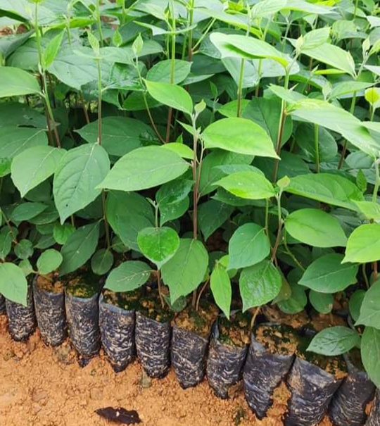 200gram hạt giống bồ đề