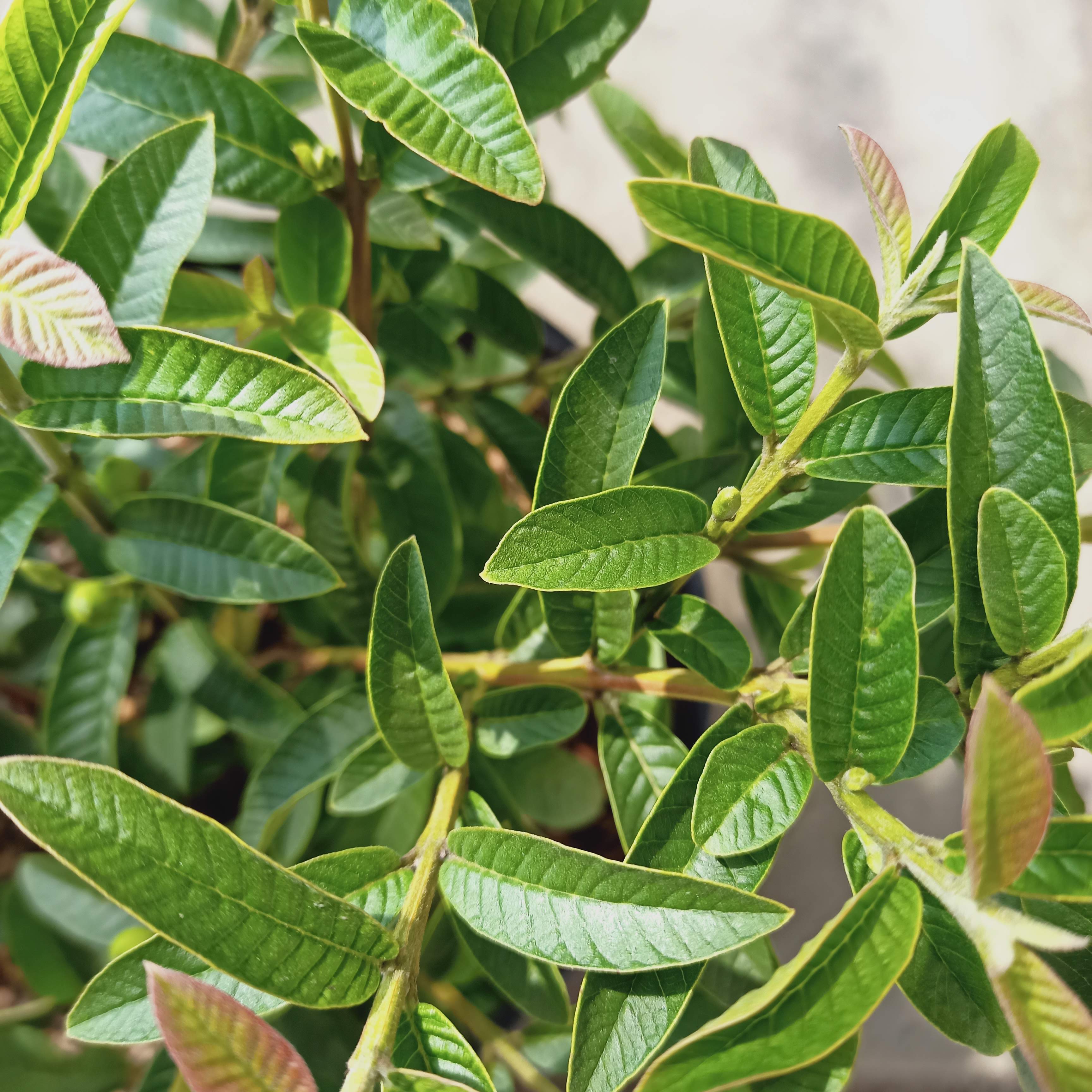 Cây ổi kim đang hoa, đang trái, tán sum khỏe mạnh, bộ rễ ổn định - Summer Garden