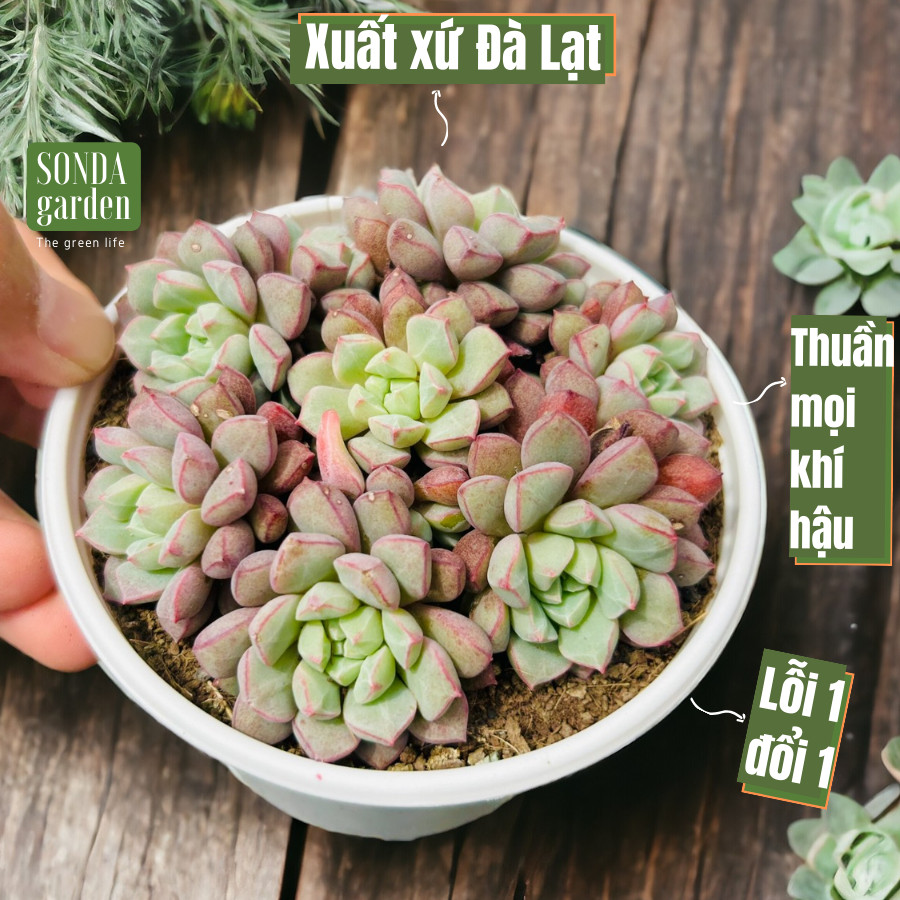 SEN ĐÁ KIM CƯƠNG TÍM SIZE TRUNG BÌNH LỖI 1 ĐỔI 1