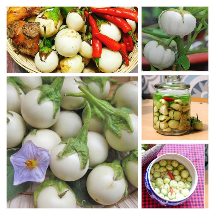 Hạt giống cà pháo trắng 50 hạt