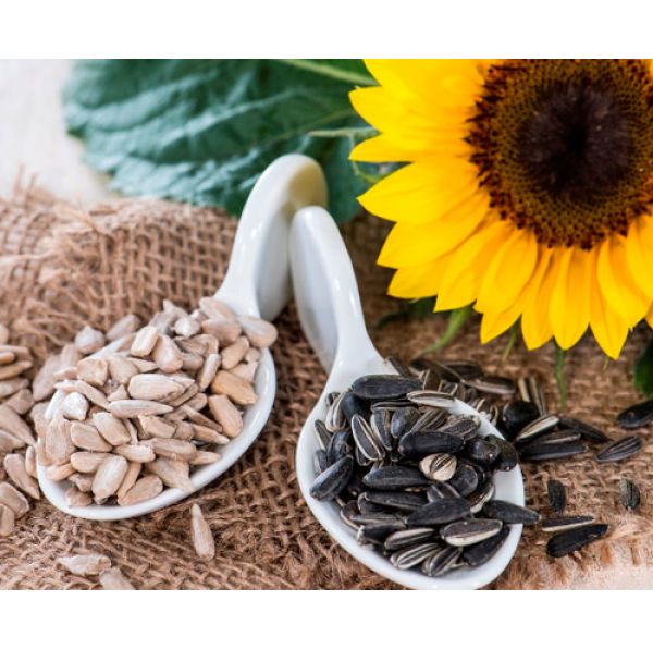 Hạt hướng dương ( sunflower seed ) nhân sống 500gram