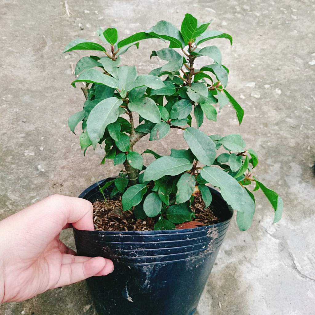 Cây sung ta - cây cảnh trong nhà