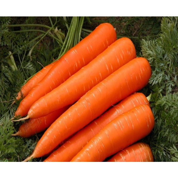HẠT GIỐNG CÀ RỐT SHIN KURODA - GÓI 5 GRAM
