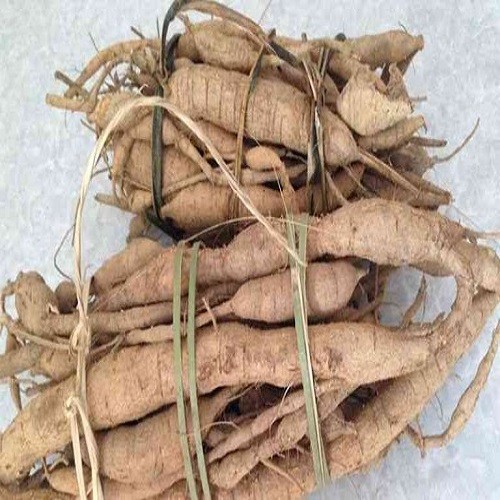 Combo 3 cây giống cát sâm - 4566