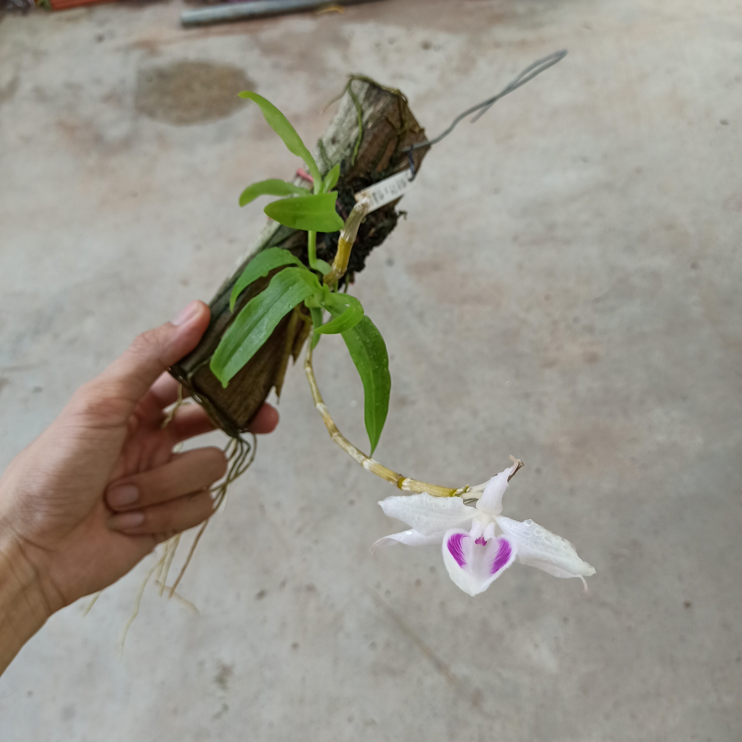 Giả Hạc 5CT Tình Duyên