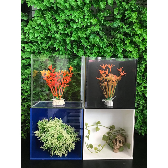 Hồ Show Acrylic Siêu Trong, Betta, Guppy