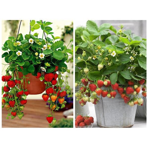 Hạt giống Dâu Tây chịu nhiệt