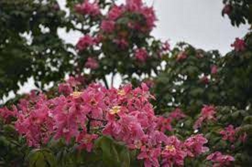 CÂY GIỐNG HOA MỸNHÂN ( Cây Gạo Hồng)