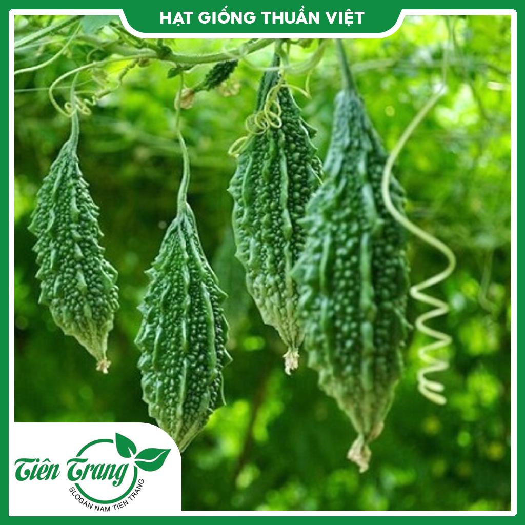 Hạt giống Khổ Qua Rừng
