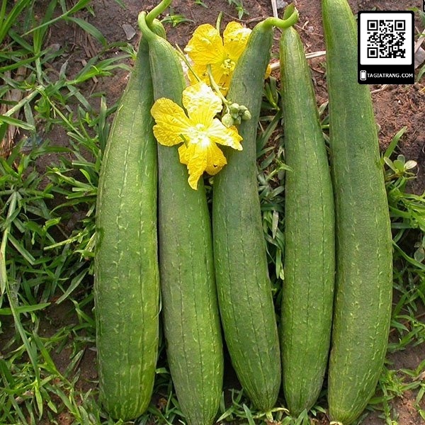 Hạt Giống Mướp Hương - Mướp khía