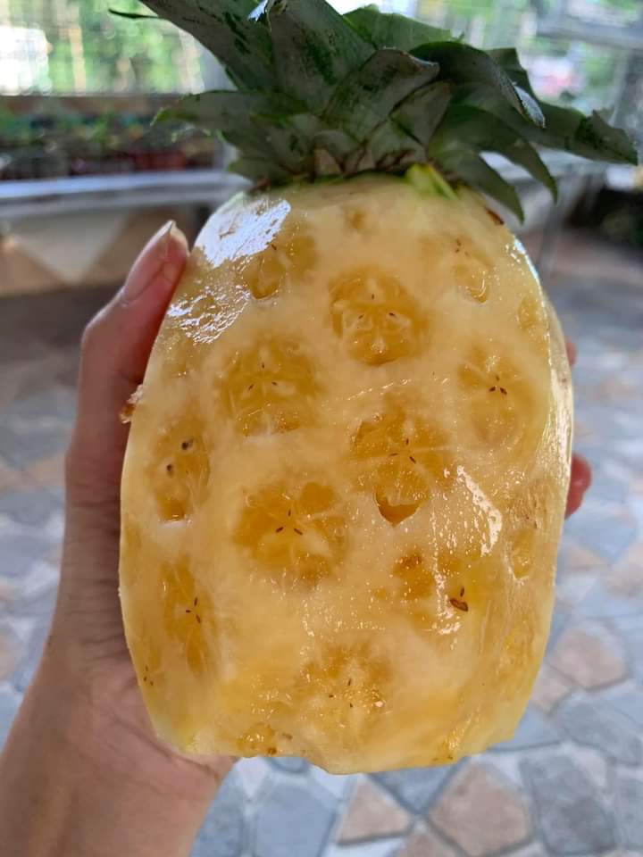 Giống Dứa, Khóm, Thơm Mật MD2