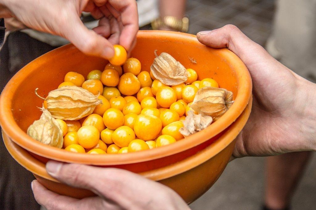 [HCM]hạt giống quả tầm bóp