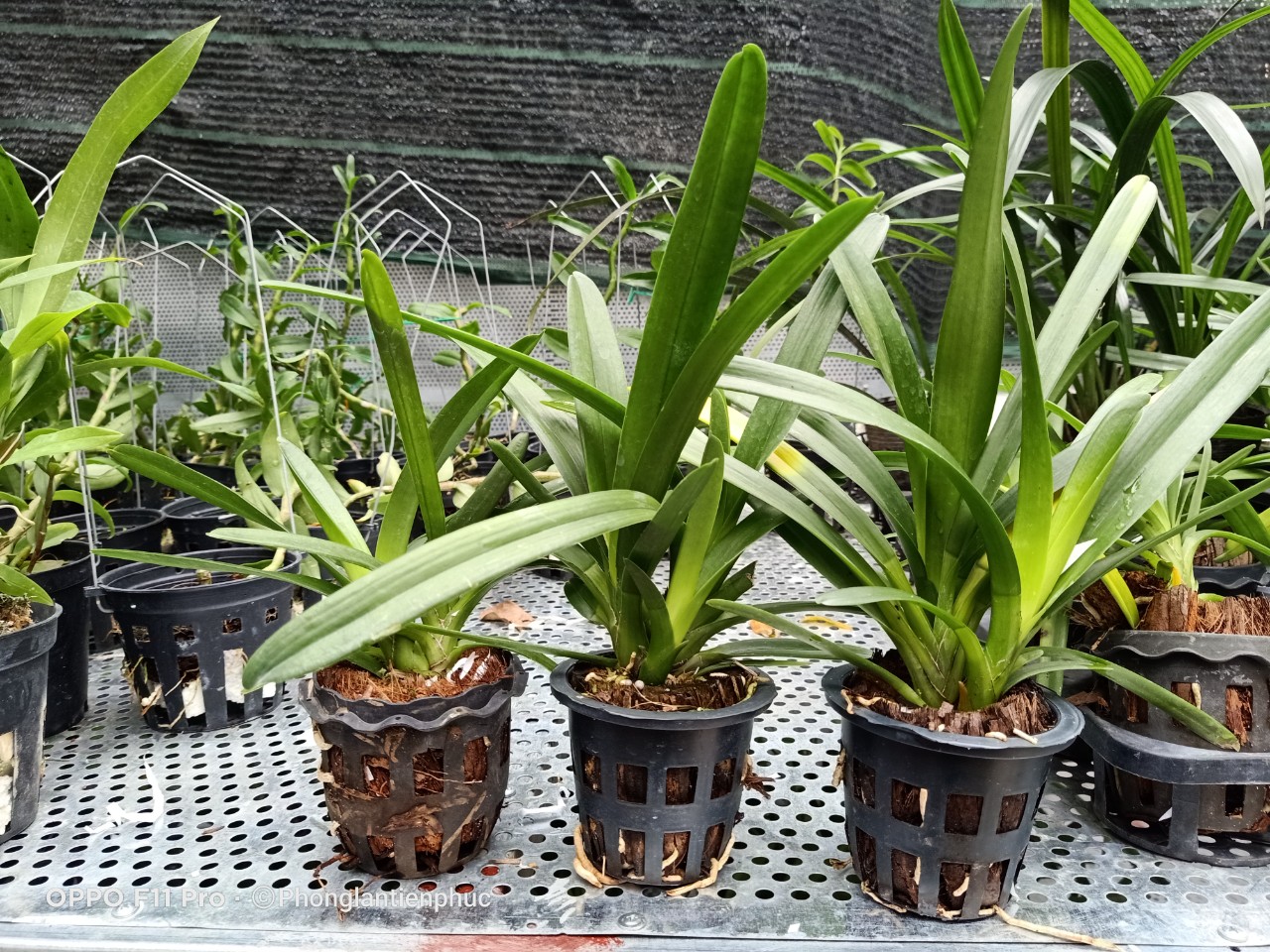 Hoàng Long Thái cây mẹ bản lá Khủng 7cm