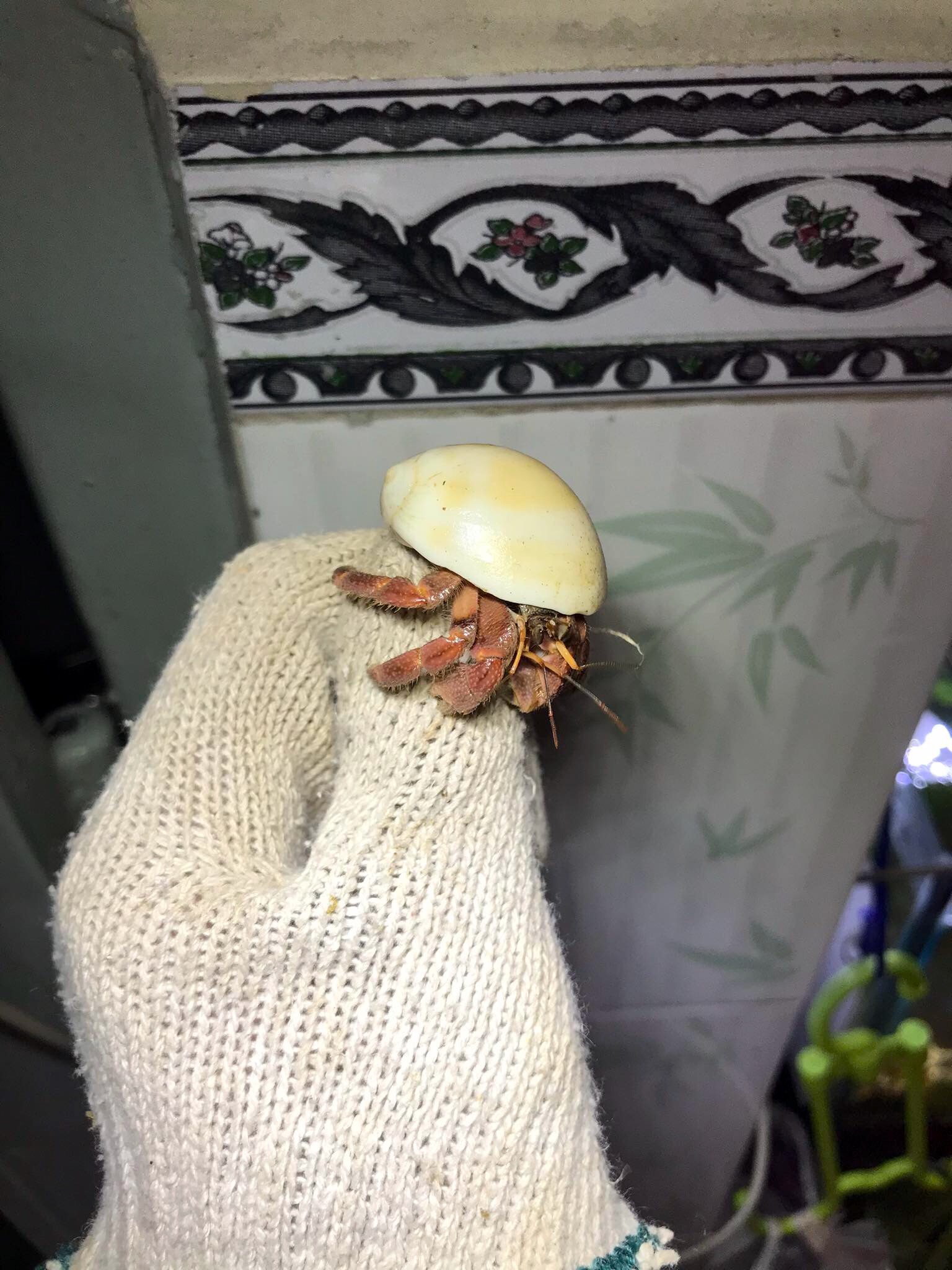 OMH rugos abino size baby (trang trí hồ cá)