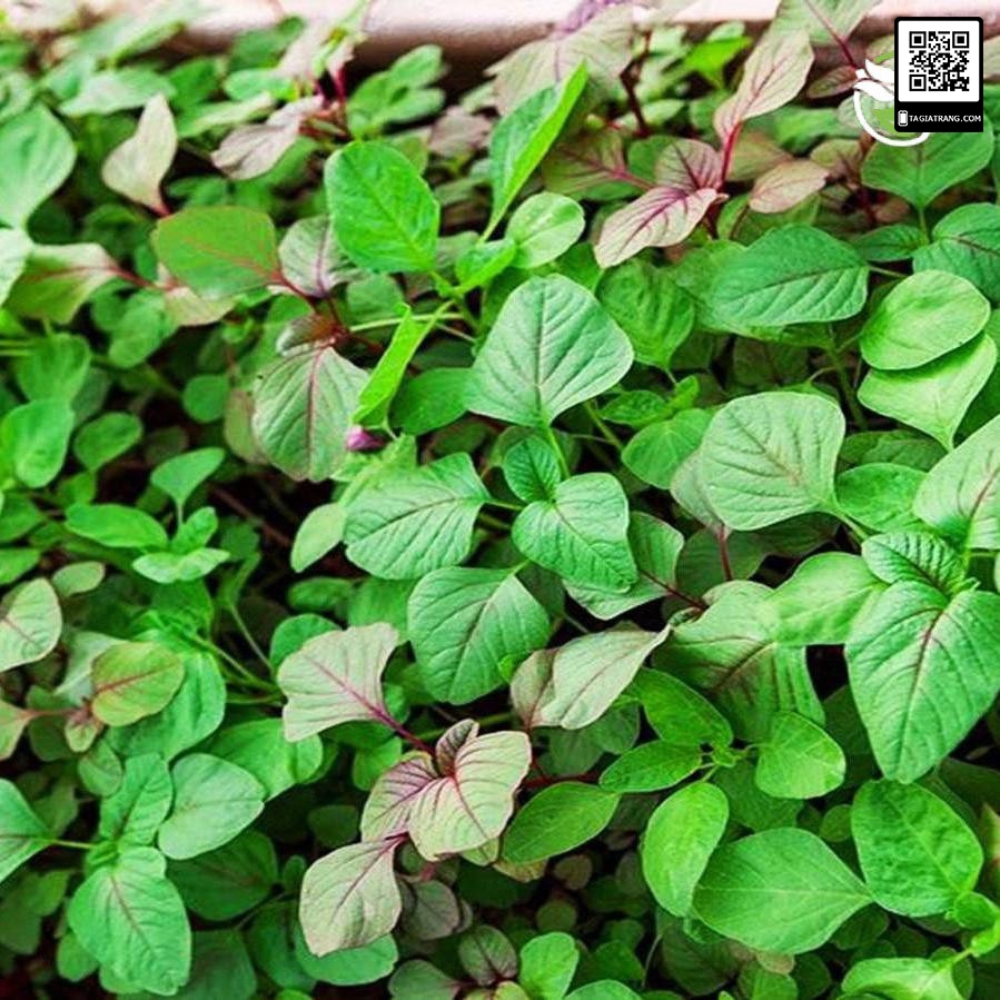 Deal 1K - 100 hạt giống rau dền xanh ăn cực ngon - Tập làm vườn cùng Tạ Gia Trang