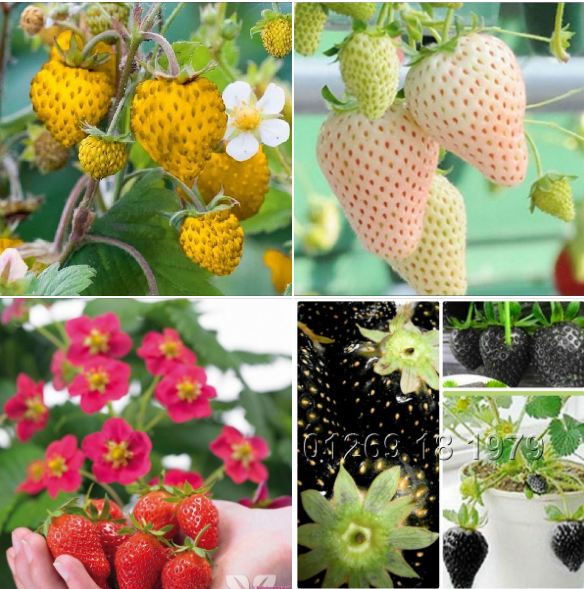 Combo 4 gói hạt giống dâu tây 4 màu- đỏ - vàng - trắng - đen (TẶNG gói kích thích hỗ trợ hạt nảy mầm)