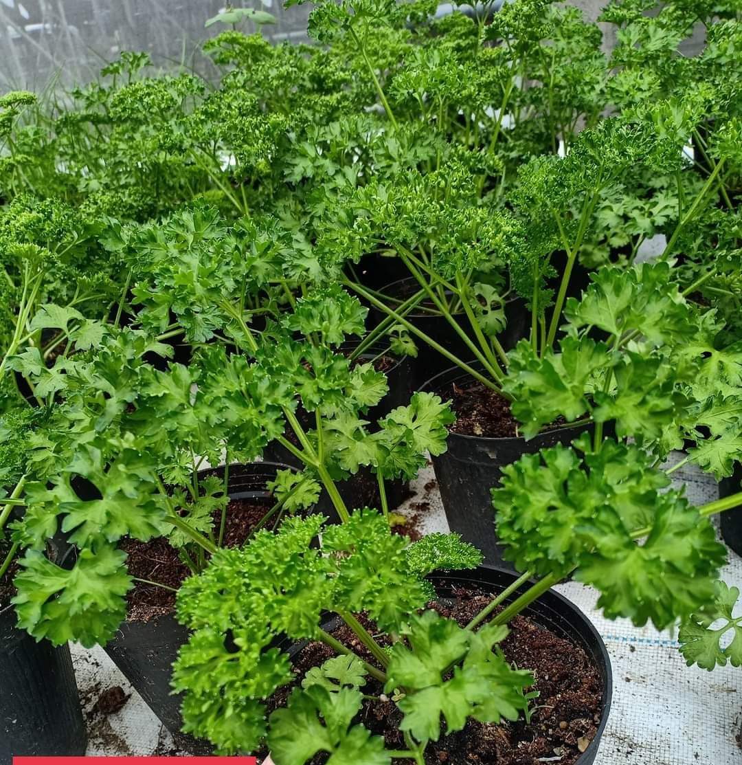 [Cây Hương Liệu ]Cây Ngò Tây (Rau Mùi Xoăn) Parsley Plant