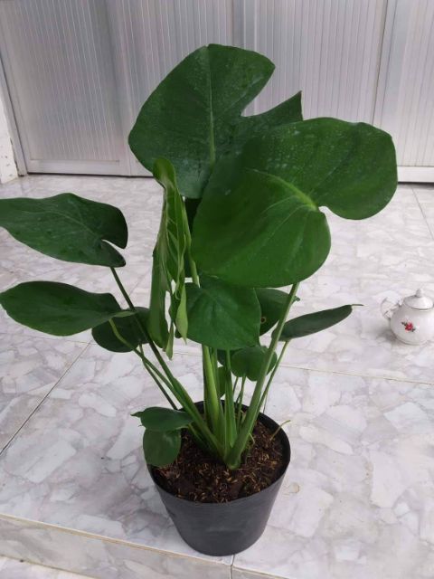 (shop uy tín) Trầu bà Lá Xẻ Nam Mỹ (Monstera deliciosa)