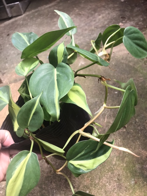 Trầu bà Brazil