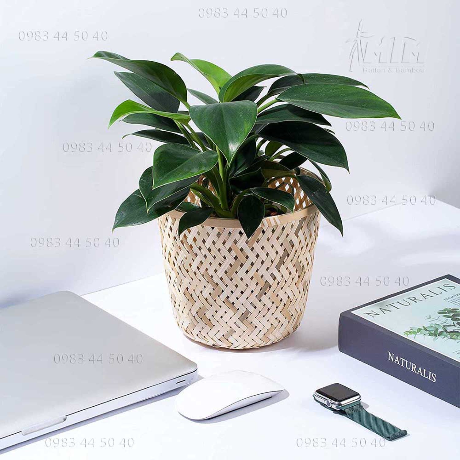 Sọt tre trắng trồng cây trang trí, đựng đồ.