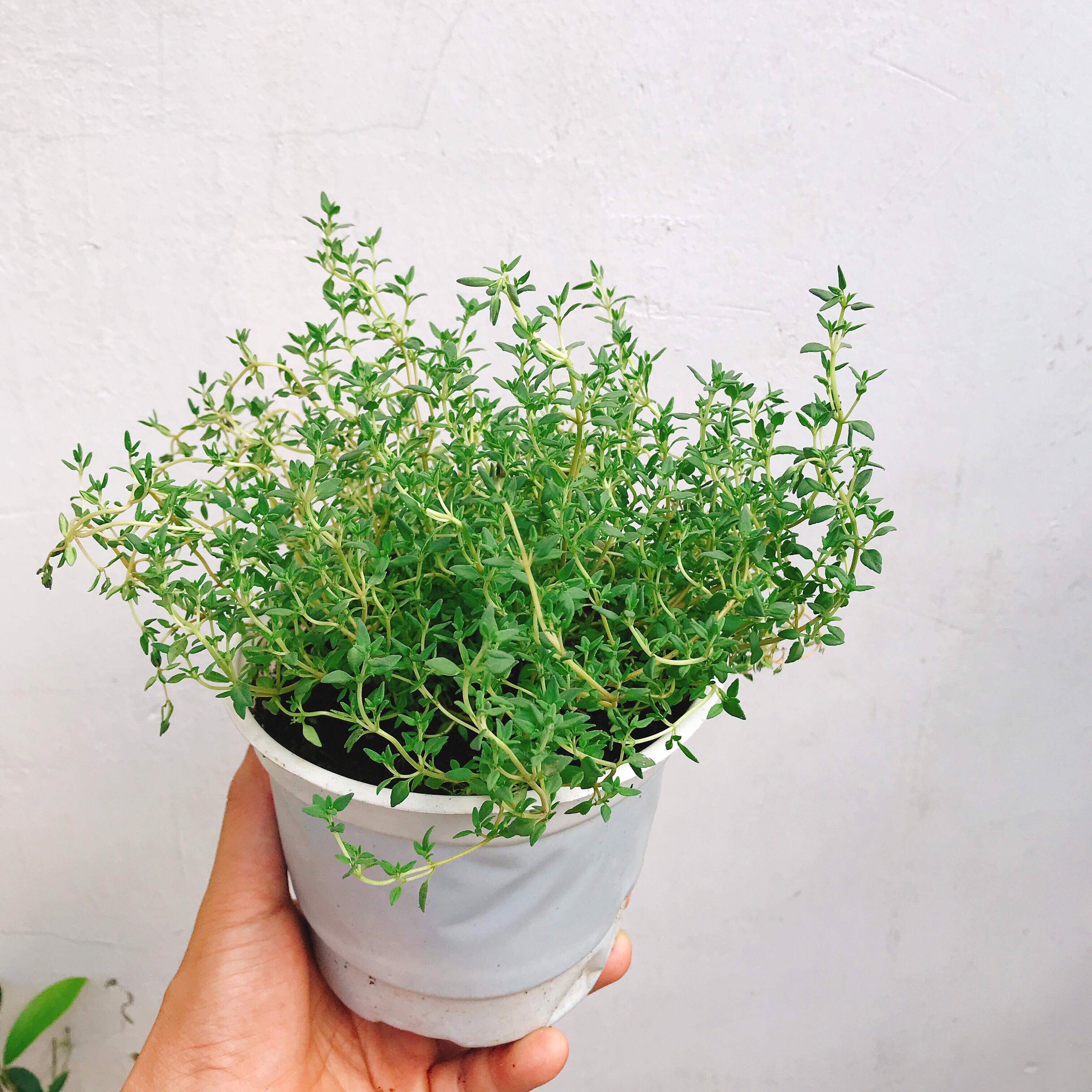 Cỏ xạ hương Thyme - chậu lớn