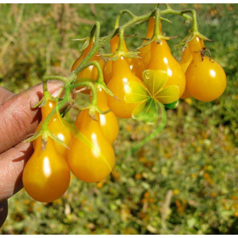 Hạt giống cà chua lê vàng - gói 0,1 gram