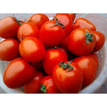 Hạt giống Cà Chua cherry đỏ, hàng công ty Thuận Điền