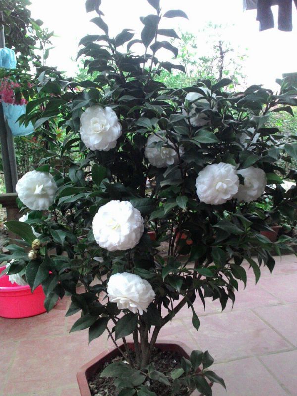 Cây hoa trà my trắng