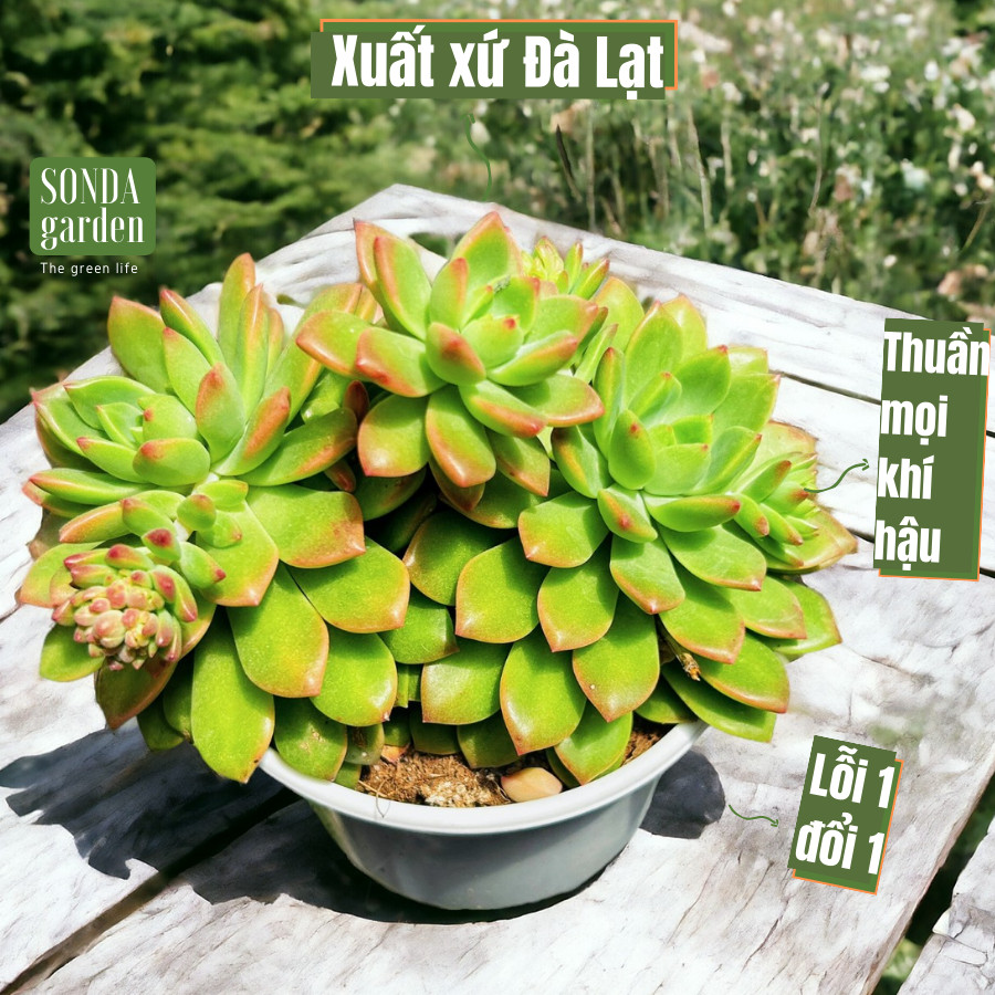 SEN ĐÁ MẶT TRỜI SIZE TRUNG BÌNH KHOẺ ĐẸP LỖI 1 ĐỔI 1