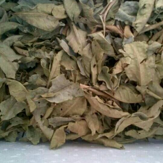 Sỉ 1kg lá vối khô quê nhà chỉ việc ủ