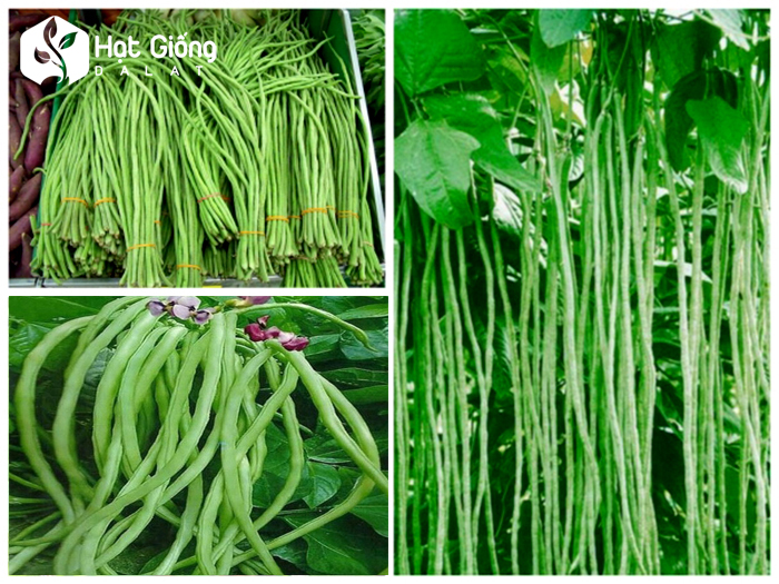 Hạt giống đậu đũa hạt trắng rado 759 rạng đông gói 20gram