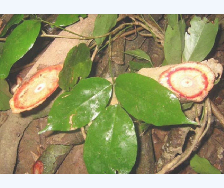 Cây cỏ máu (kê huyết đằng)
