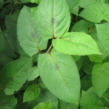Cây Thồm Lồm Ăn Tai -lz