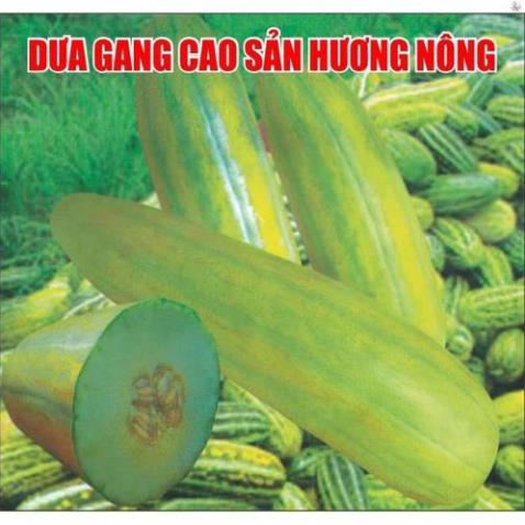 HẠT DƯA GANG TRÁI DÀI - GÓI 5 GRAM