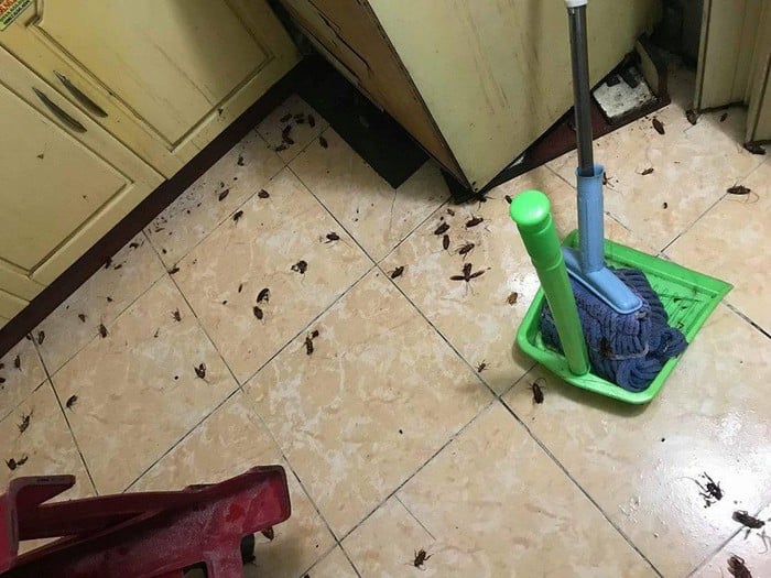 Thuốc Diệt Kiến - Diệt Gián Sinh Học ANBIO