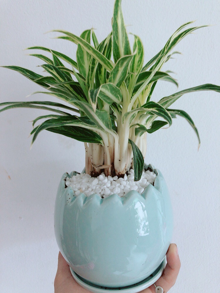 Chậu cây giữ tiền