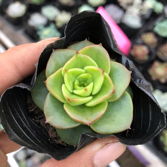 Sen đá Nuda size bầu 3-5 cm