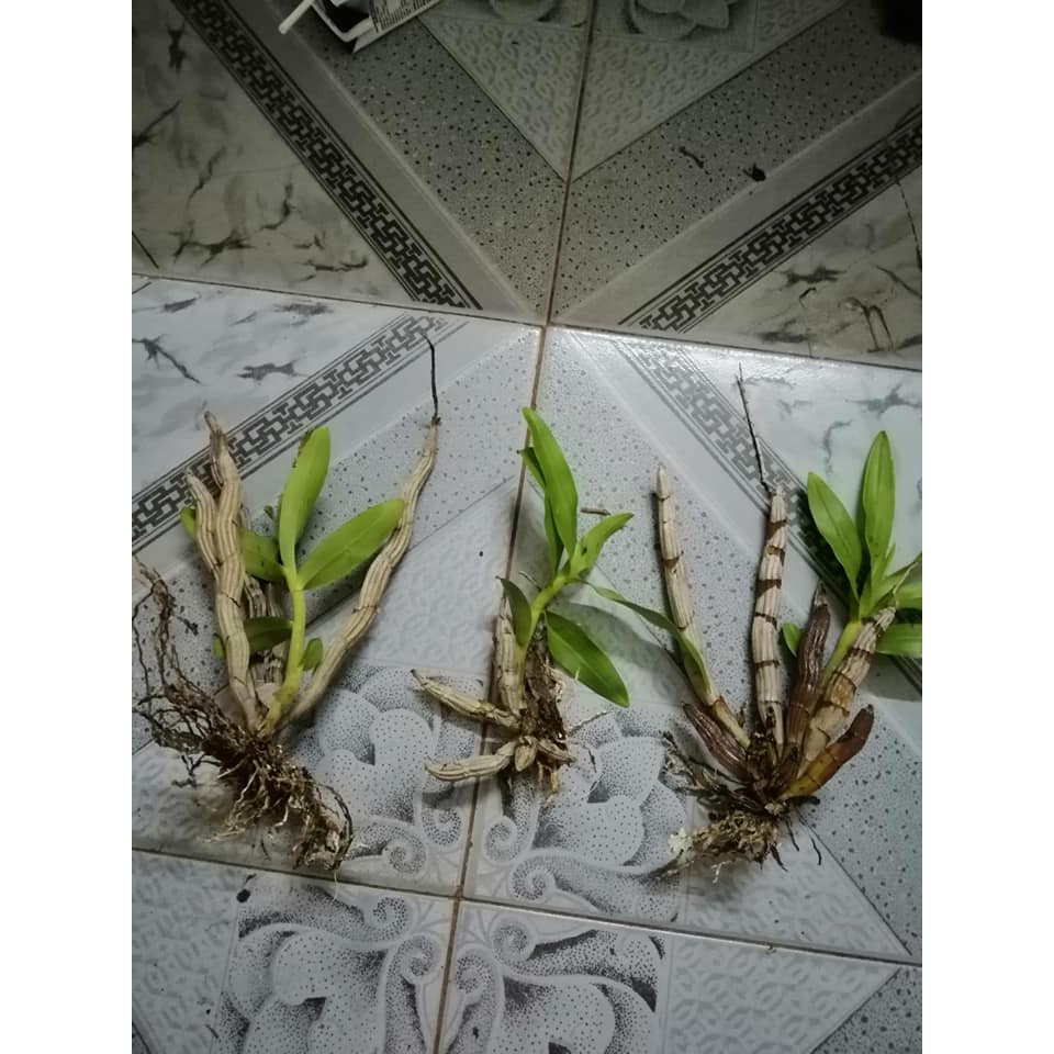 5 Khóm Hoa Lan Báo Hỷ Đẹp