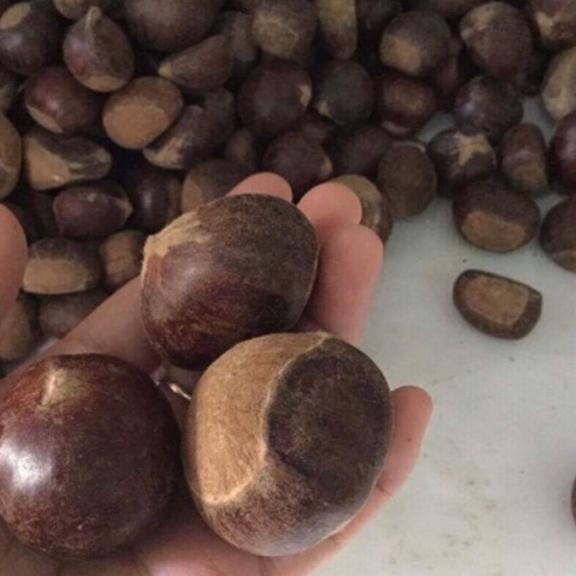combo 2kg hạt dẻ sống