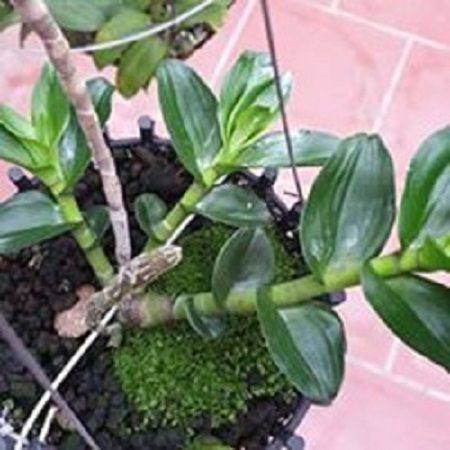 Hoa phong lan - mít văn sơn( trồng ấm chậu,cao 15cm)