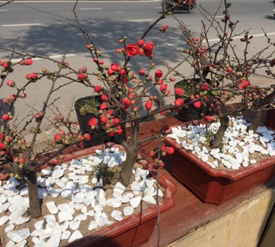 Hạt giống hoa Mai lùn đỏ