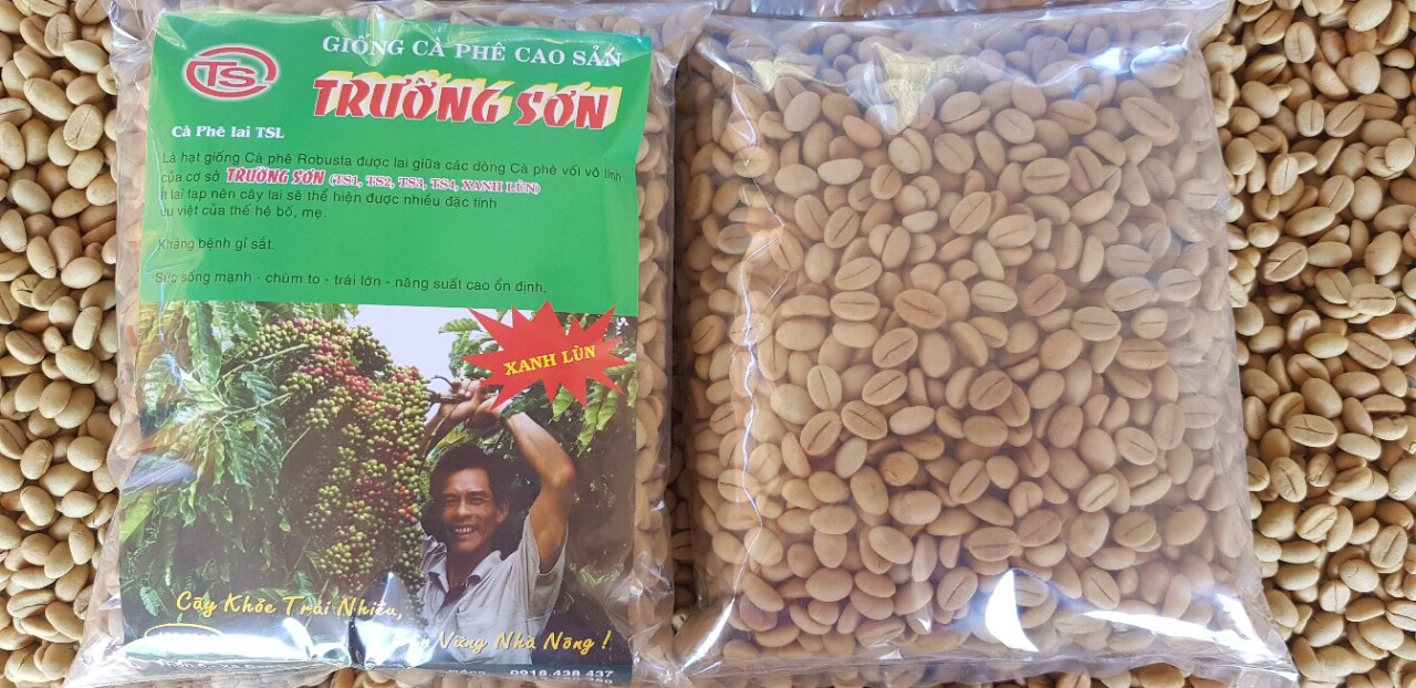 1 kg hạt giống cây cà phê xanh lùn hạt tuyển chọn bao nảy mầm