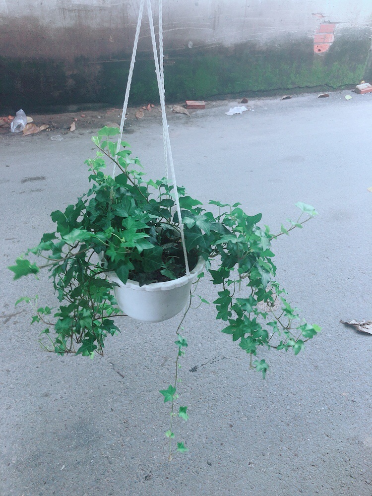 [HCM]Chậu Cây Thường Xuân
