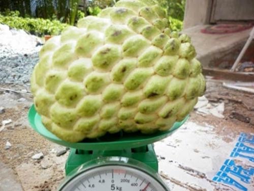 Cây giống na hoàng hậu/ na thái trái to, vị thơm ngọt- Hoa kiểng Nguyễn Lộc- Cây giống chất lượng cao